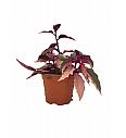 Gynura Purple Passion variegata