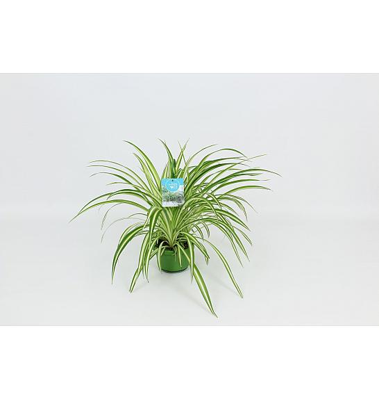 Chlorophytum comosum Vittatum; Ø13 cm