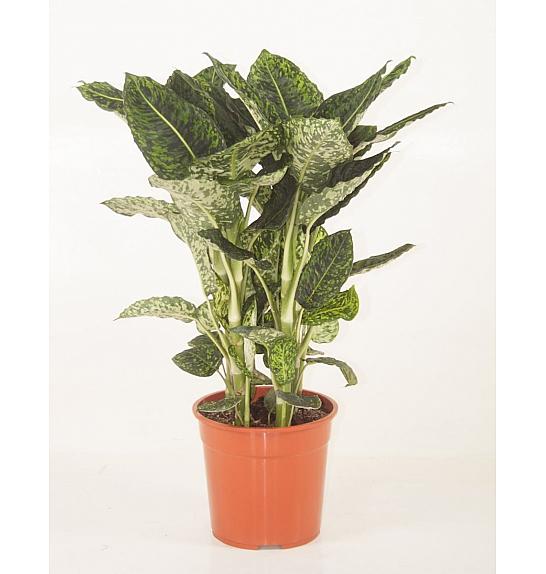 Dieffenbachia Spotty; Ø17 cm