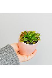 Mesojedka dionaea
