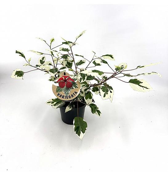 Hibiscus rosa sinesis variegated; Ø6 cm