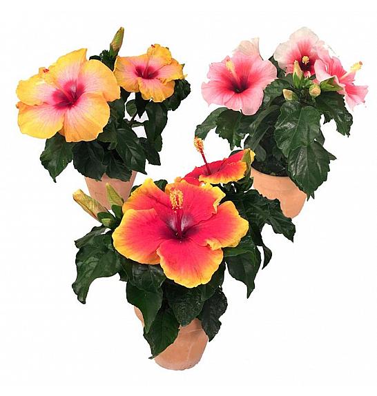 Hibiscus rosa sinesis; Ø6 cm