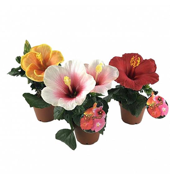 Hibiscus rosa sinesis; Ø6 cm