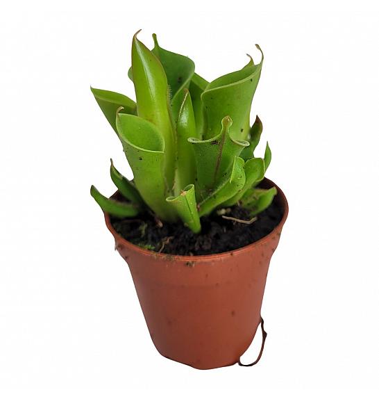 Heliamphora; Ø9  cm