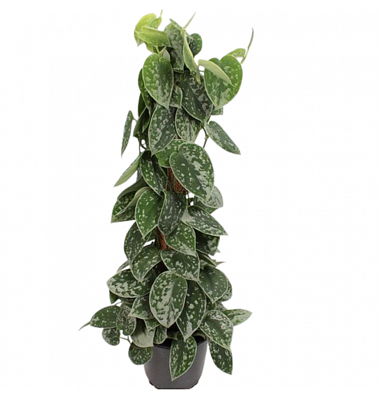Scindapsus pictus Trebie Ø14; Na opori 50 cm
