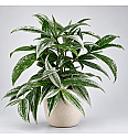 Dracena Silver
