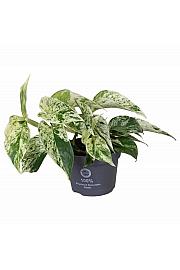 Potos Marble Queen