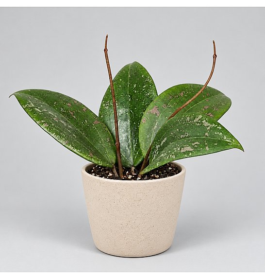 Hoya Wibergiae; Ø6 cm
