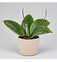 Hoya Wibergiae