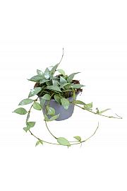 Hoya Mint