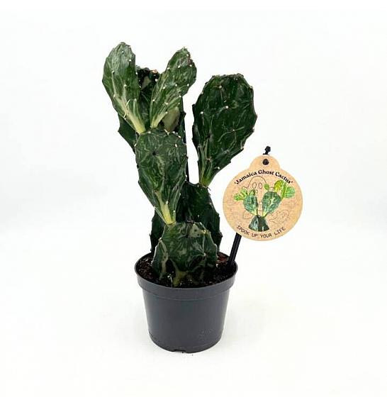 OPUNTIA JAMAICENSIS VARIEGATA GHOST; Ø13,5 cm