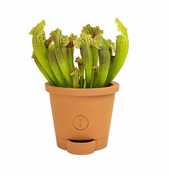 Sarracenia leucophylla; o9 cm