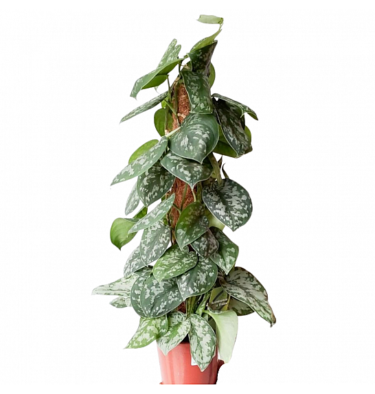 Scindapsus pictus Trebie Ø17; 50-60 cm