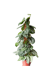 Scindapsus 
