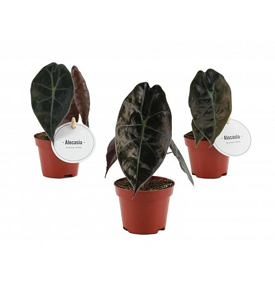 Alocasia Suhirmaniana Red Petiole; o6 cm