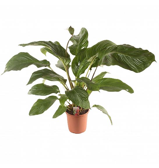 Tacca Chantrieri; o17 cm