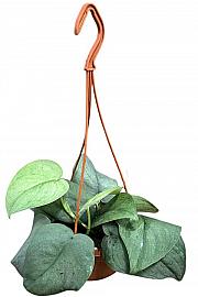 Scindapsus Silver Hero - L