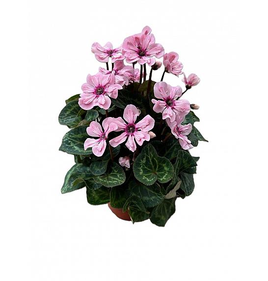 Cyclamen Illusia; Ø 12 cm