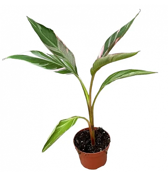 Musa Nono Pink; Ø12 cm