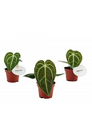 Anthurium Regale