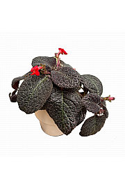 Episcia Red Crocodile