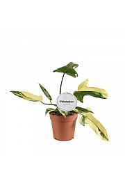 Philodendron Florida Beauty