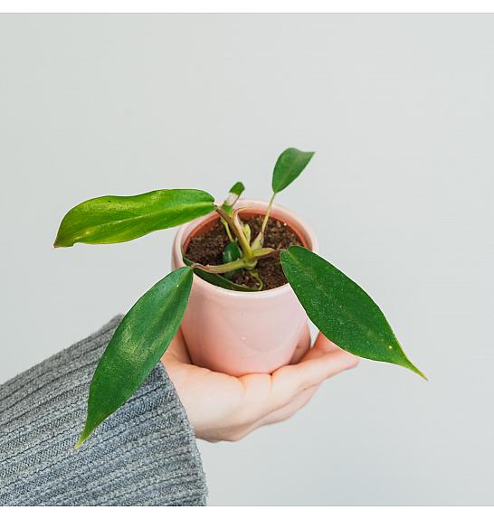 Philodendron Joepii; Ø6 cm