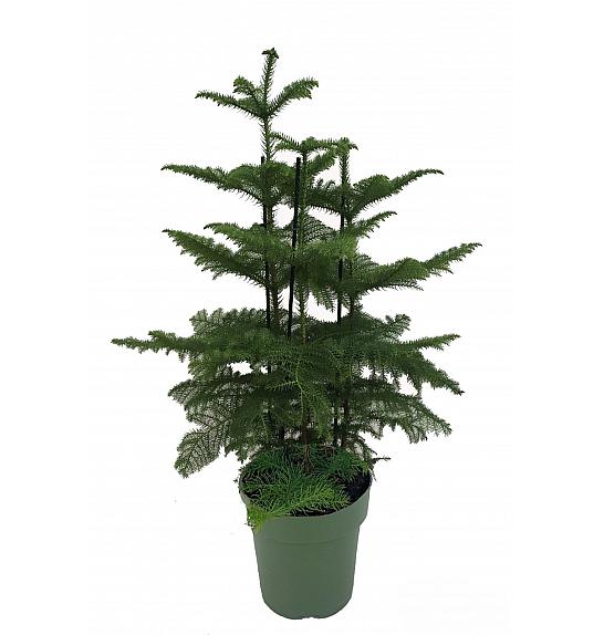 Araucaria Heterophyla; Ø27, 120 cm