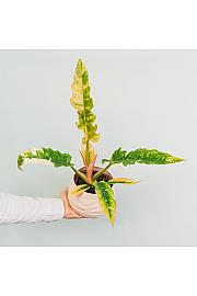 Filodendron Ring of Fire