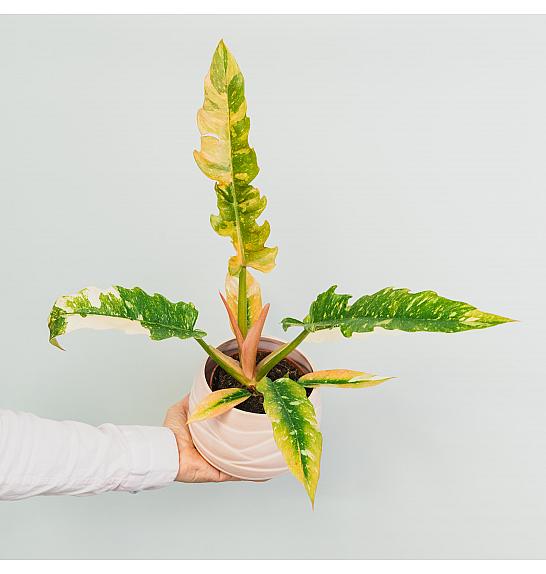 Philodendron Ring of Fire; Ø12 cm