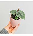Anthurium Luxurians