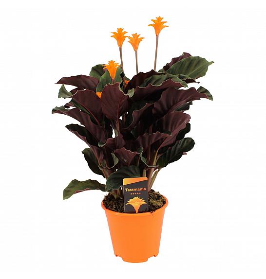 Calathea crocata Tassmania; Ø14 cm