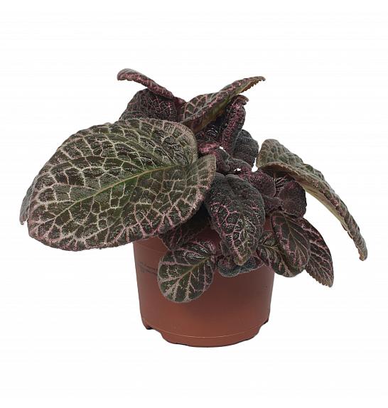 Episcia Red Crocodile; Ø12 cm