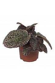 Episcia Red Crocodile