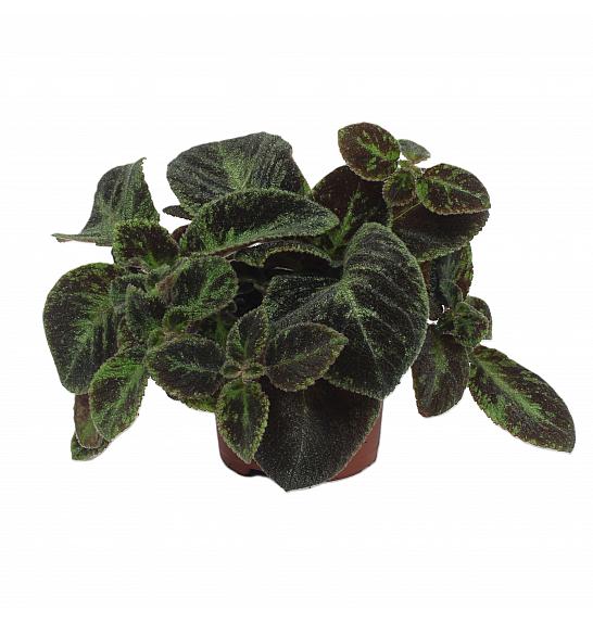 Episcia Black Velvet; Ø12 cm