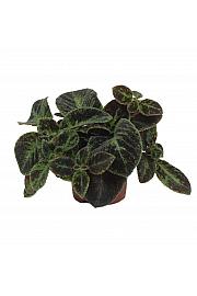 Episcia Black Velvet