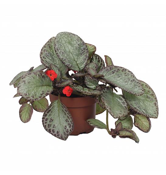 Episcia Joy's Sweety Pink; Ø12 cm