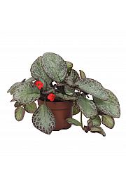 Episcia Joy's Sweety Pink
