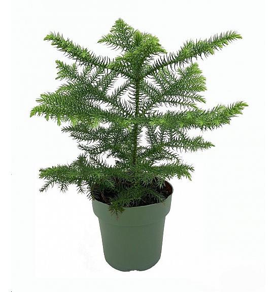 Araucaria heterophylla; Ø14 cm