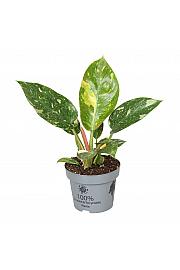 Filodendron Congo Variegata