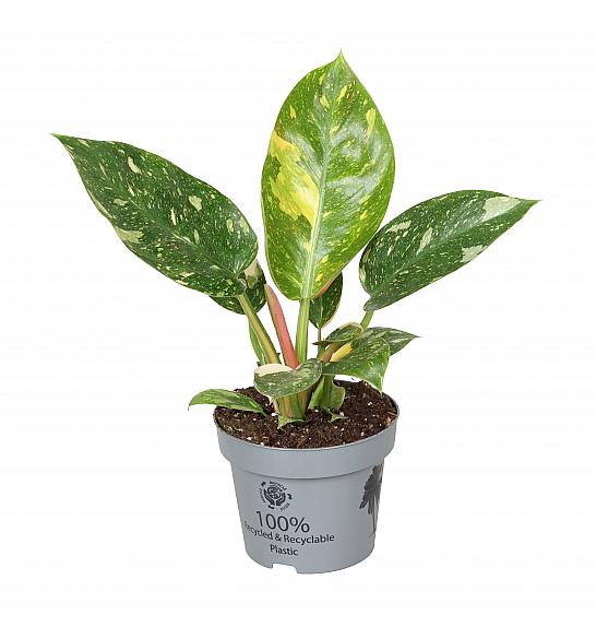 Philodendron Congo Variegata Hybrid ; Ø12 cm