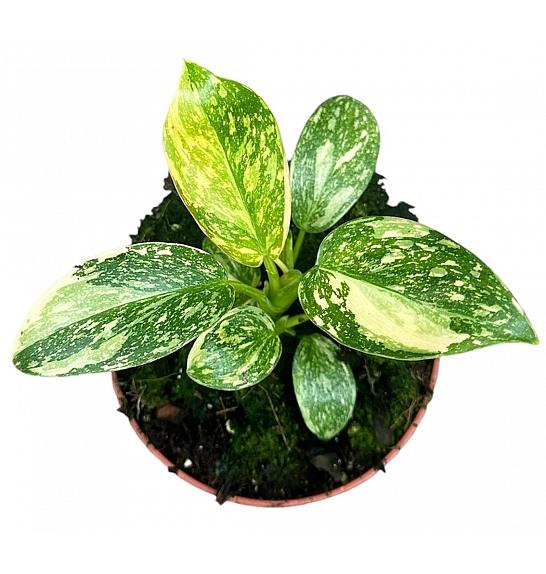 Philodendron Green Congo Hybrid ; Ø10,5 cm