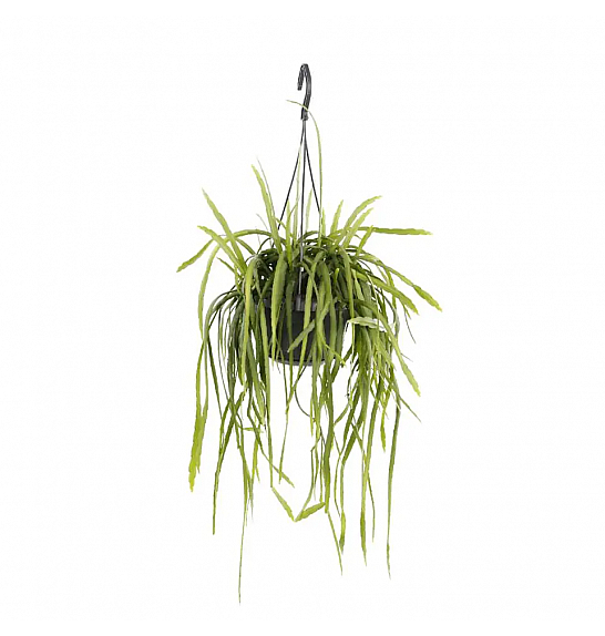 Rhipsalis Holvianum; Ø14 cm