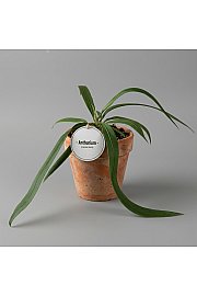 Anthurium Vittariifolium