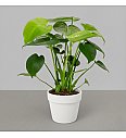 Monstera Tauerii