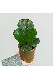 Fikus Lyrata bambino
