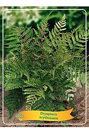 Autumn fern