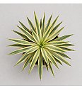 Yucca Mix Western Desert Dreams