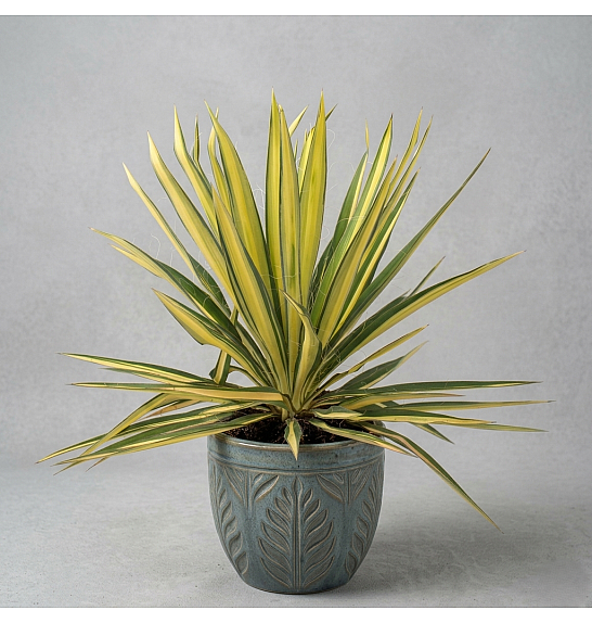 Yucca Gloriosa Color Guard Western Desert Dreams; Ø26 cm