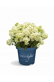  Latasta hortenzija Garden Lights Little Light Por